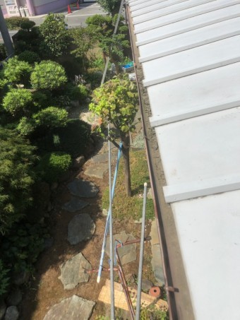 上尾市 雨樋の蓄積されたごみ