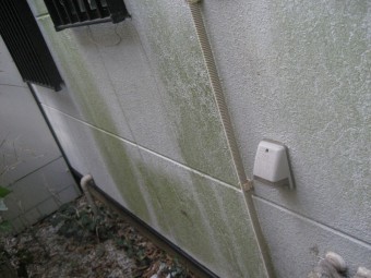 裏側 外壁 コケ