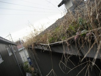 雨樋に雑草が溜まった写真