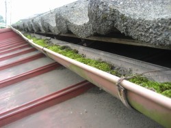 瑞穂町 雨樋コケ