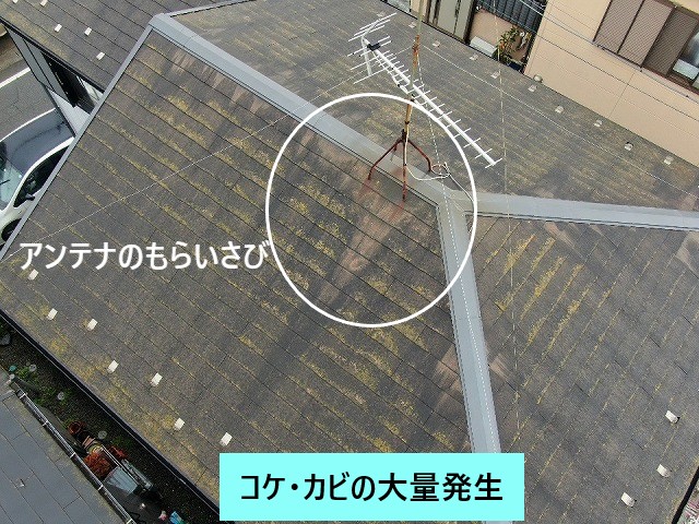 コケ・カビがぎっしり