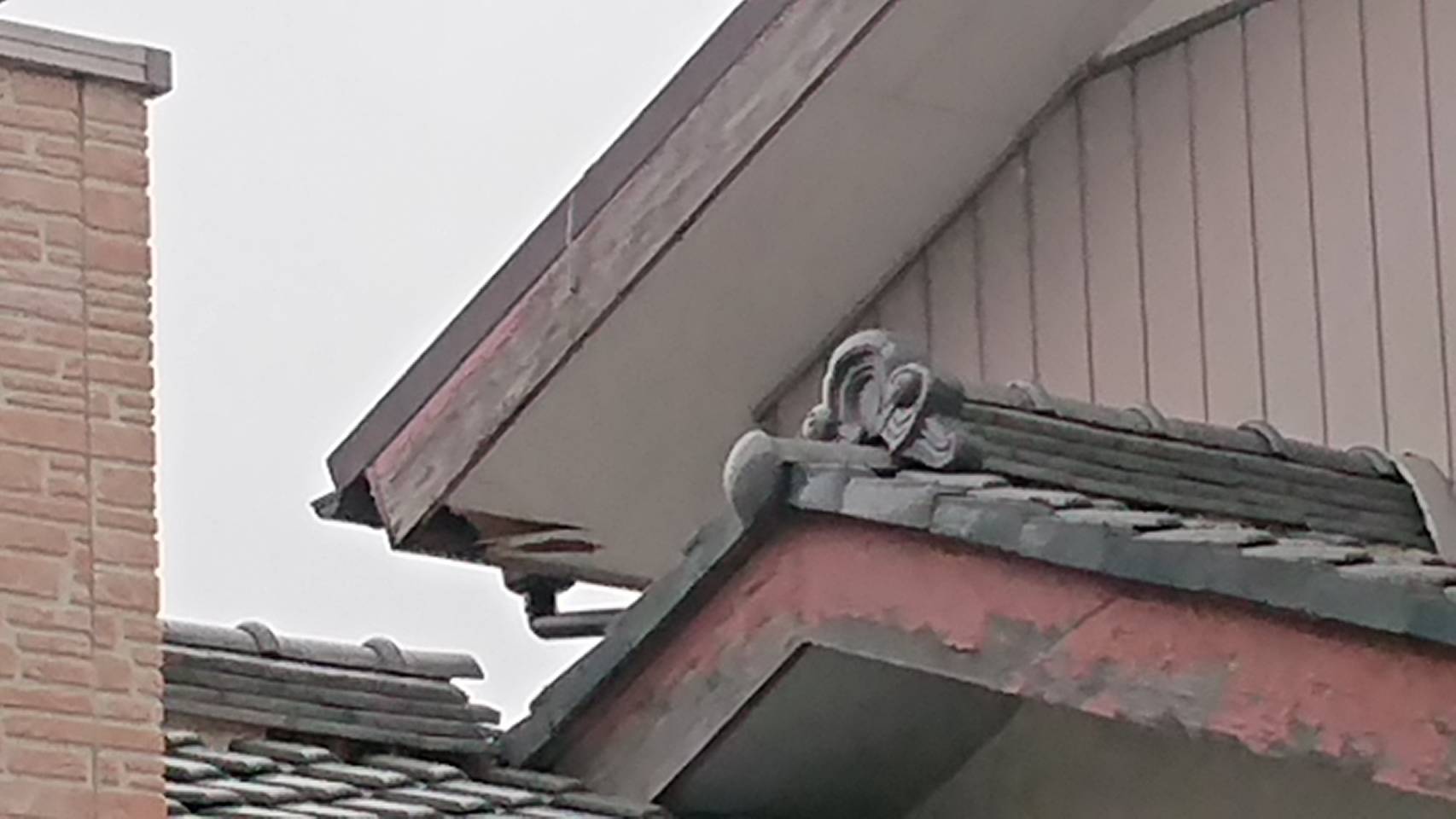 行田市で軒天の剥がれ、中に鳥の巣が!?現地調査です