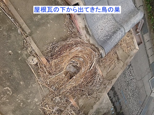 屋根瓦の下にあった鳥の巣