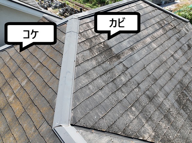 コケかび