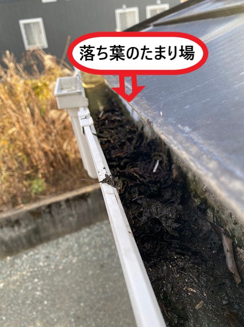 コケ