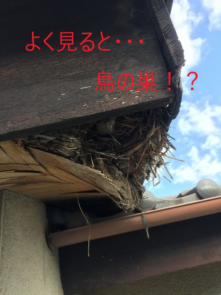 軒天にできてしまった鳥の巣
