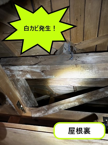 白カビが発生した屋根裏