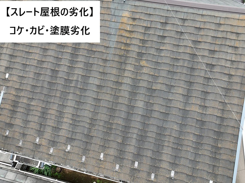 コケカビ