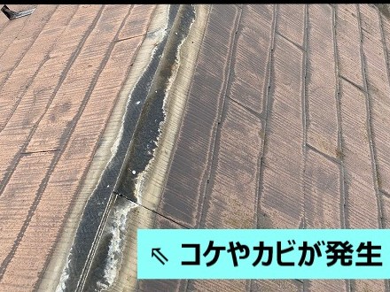 コケカビ